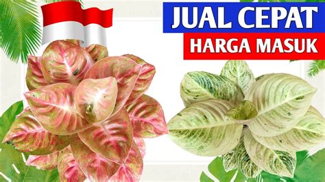 JUAL CEPAT AGLAONEMA PROMO AGUSTUS HARGA MASUK 265 YouTube