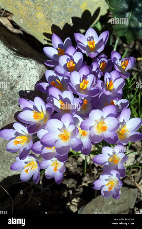 Krokus Crocus Tommasinianus Stock Photo Alamy