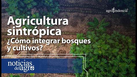 Agricultura Sintrópica 🌲 Técnica Que Integra Bosques Y Cultivos Youtube