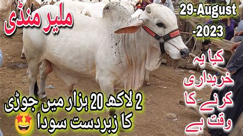 Malir Mandi Karachi Cattle Rates Update Aug Ka Liye