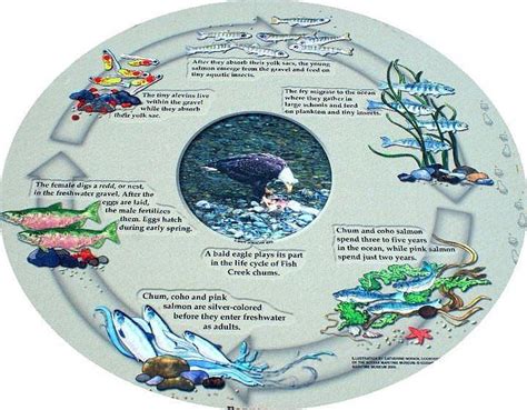 Salmon Life Cycle Photograph by Diane Holden - Pixels