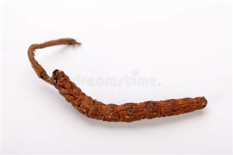 Cordyceps Sinesis Yartsa Gunbu Yarsagumba Himalayan Gold Nepal Isolated ...