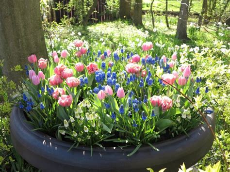 Bulbes De Printemps En Pot La Terre Est Un Jardin