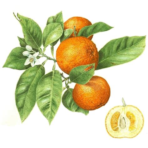 Померанец (апельсин кислый, апельсин горький, бигардия). Легенды, мифы ...