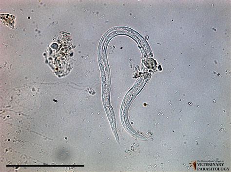 Aelurostrongylus Sp Roundworm Monster Hunters Guide To Veterinary Parasitology