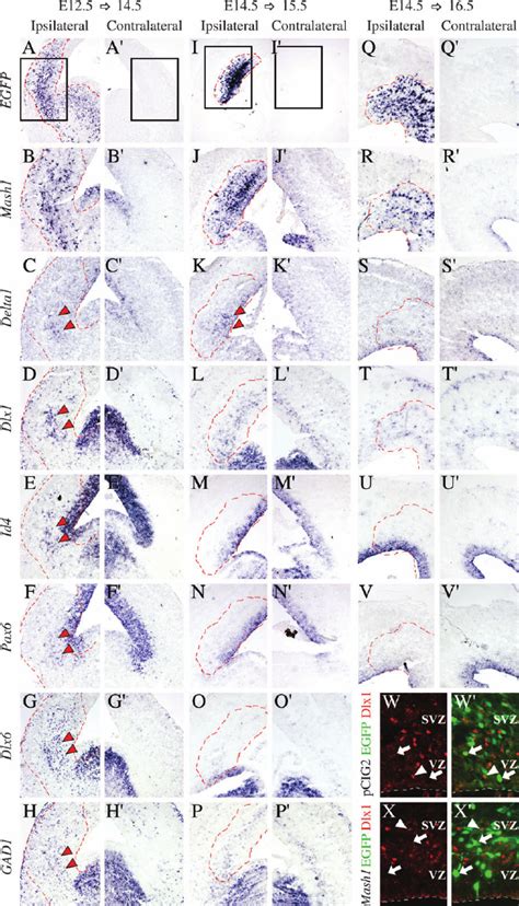 Mash Efficiently Induces Ectopic Gene Expression In Early And Not Mid