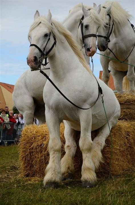 Boulonnais draft horses. | Horse breeds, Horses, Beautiful horses