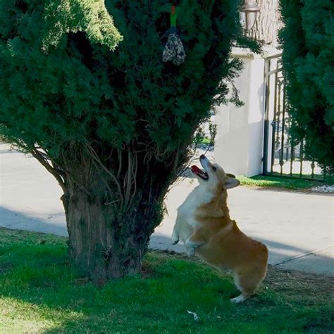 T-Rex Corgi : r/corgi