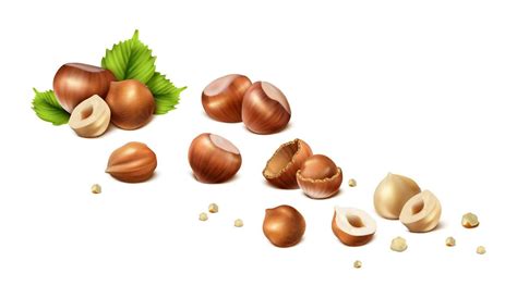 3d Realistic Vector Icon Stages Of Hazelnut From Shelled Nut To Nut