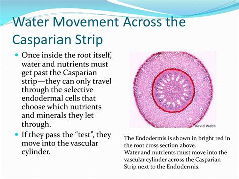 PPT - Plant Transport of Water and Nutrients PowerPoint Presentation ...