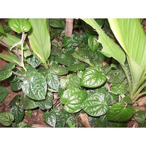 Betel Leaf Plant, 250 Gm at best price in Chennai | ID: 20047260930