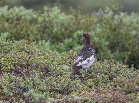 Willow Ptarmigan In Rainl6a1315fa Nome Alaska Peter Tamas Flickr