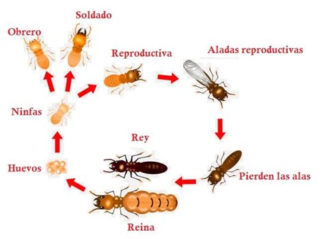 Lll Tipo De Termitas En M Xico C Mo Evitar Que Da En Tu Hogar