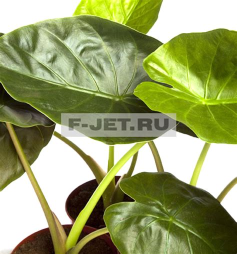 Алоказия Венти 60 см