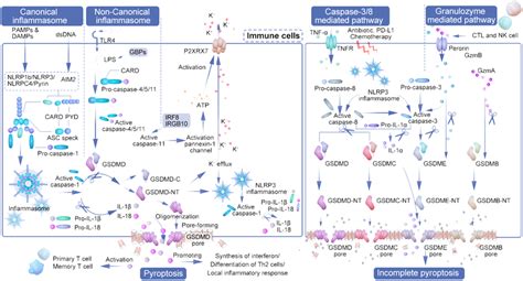 The Interplay Of Pyroptosis Pathways And Immune Cell Activation In Download Scientific Diagram