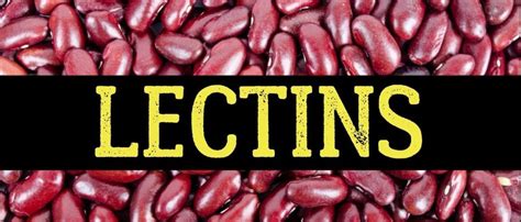 Lectins And Phytic Acid What It Means To Eat Beans