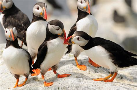 A Group Of Atlantic Puffins On A Rock Photograph By Darlyne A Murawski