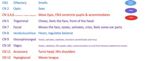 Cranial Nerves Eyes And Ears Flashcards Quizlet