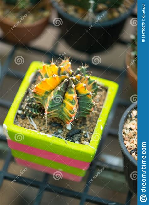 Gymnocalycium Sp Cactus In Pot Stock Image Image Of Home Danger