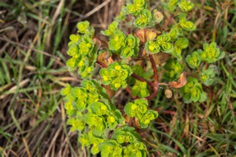 Spurge Weed Identification [How to Kill Spurge in Your Lawn]