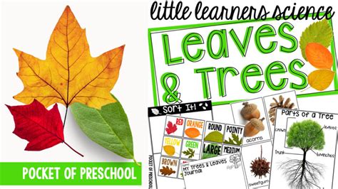 Little Learners Science- All About Trees & Leaves - Pocket of Preschool