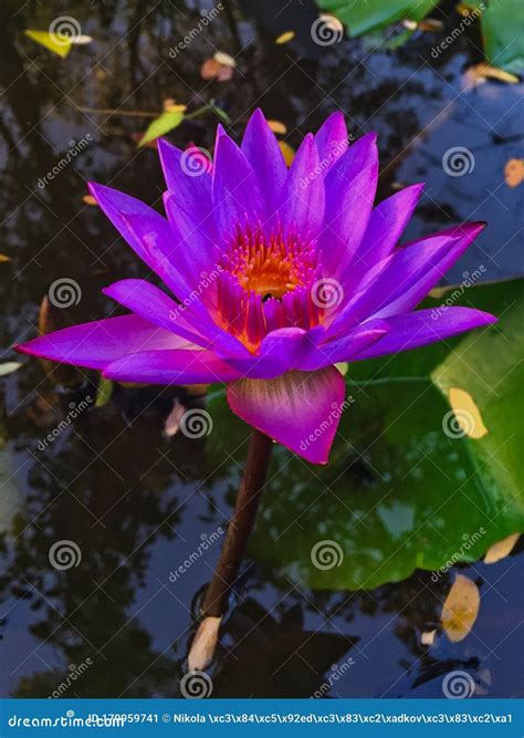 Blue Water Lily in the Park in Sri Lanka Stock Image - Image of flora ...