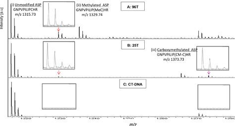 Mass Spectrometric Analysis Of The Active Site Tryptic Peptide Of Recombinant O6 Methylguanine