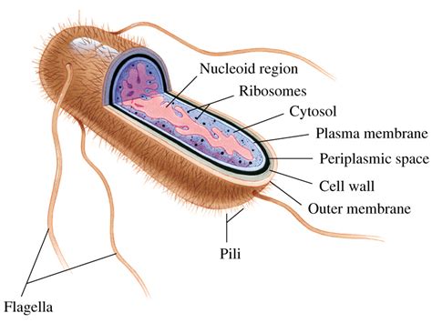 Eubacteria