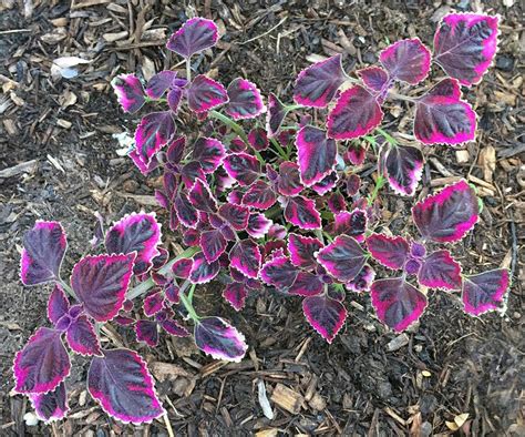 Photo Of The Entire Plant Of Coleus Coleus Scutellarioides Stained