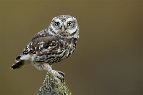 Best of 2012 - Birds of Prey - The Doctor's ImagesThe Doctor's Images