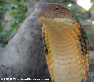 King Cobra Bite (How Long Do You Have?) | Thailand Snakes