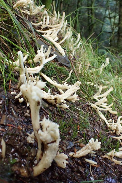 Ramaria Stricta Upright Coral Fungus Lord S Seat Above T Flickr