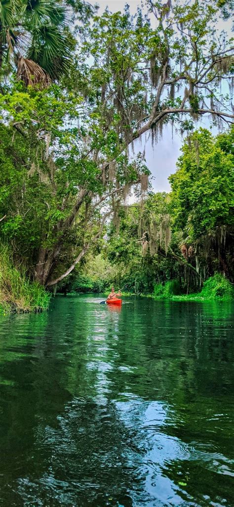 Best Manatee Encounters At Florida S Fantastic Blue Spring State Park