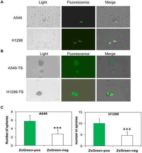 A Frequency Of ZsGreen Cells In A549 And H1299 Monolayer Cultures B