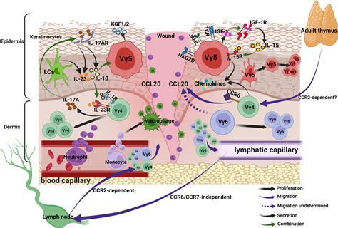 Frontiers Skin T Cells And Their Function In Wound Healing