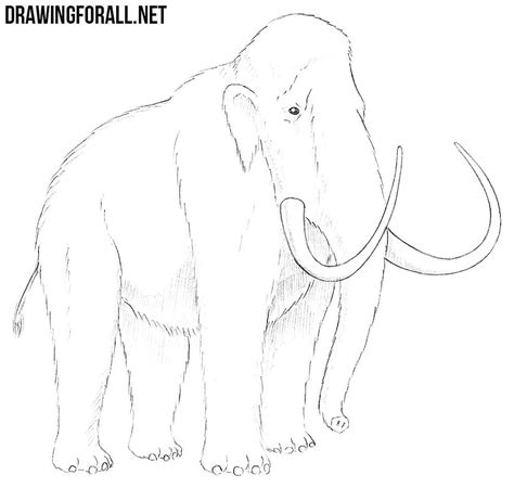 how to draw a wooly mammoth