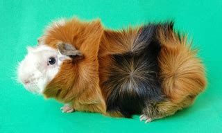 Full List Of All Guinea Pig Breeds