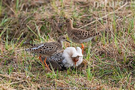 Stock Photo Of Ruff Philomachus Pugnax Male Displaying To Two Females