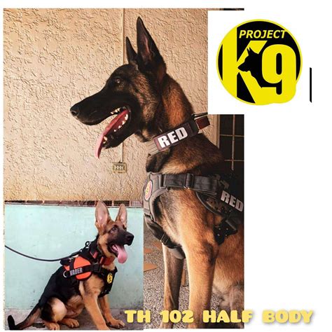 BELGIAN MALINOIS OWNERS | Facebook