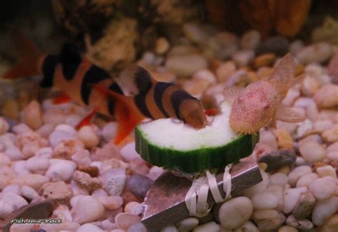 Clown Loach Care Guide 101, Aquarium Setup, Tank Mates, Diet