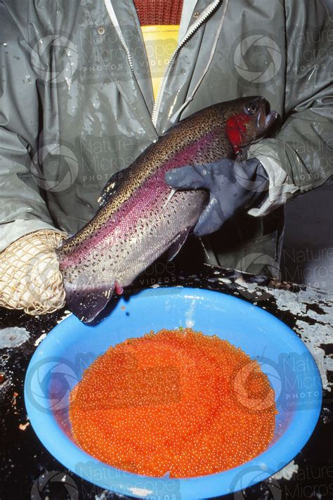 Trout Breeding Squeezing Eggs Of Oncorhynchus Mykiss Rainbow Trout