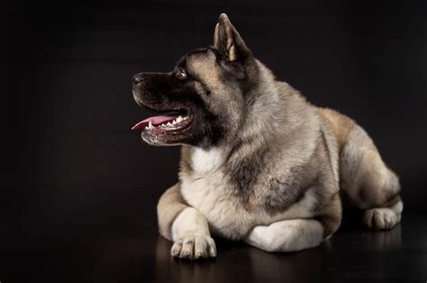 Premium Photo American Akita Young Dog On A Dark Background