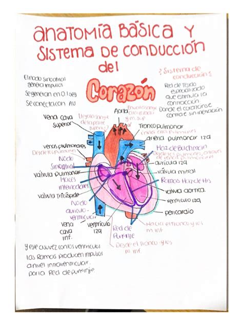 Anatomia Basica Y Sistema De ConducciÓn Del Corazon Pdf