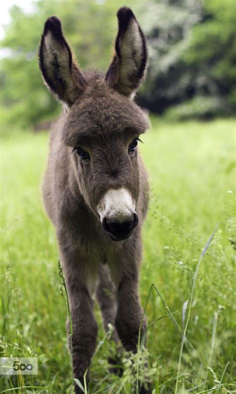 Long Ears And Sweet Eyes Cute Donkey Animals Baby Donkey