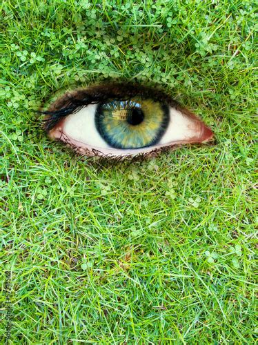 Eye In A Meadow Stock Foto Adobe Stock