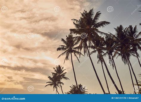 Palmeiras Na Praia Praia Em Sri Lanka Oceano Ndico Por Do Sol