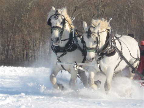 Cedar Knoll Farm: Got Snow? Take the Sleigh!