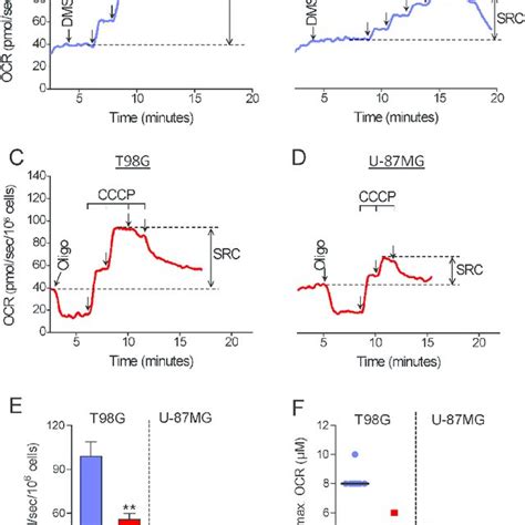 Inhibitory Effect Of Oligomycin On CCCP Induced Maximal OCR In Attached