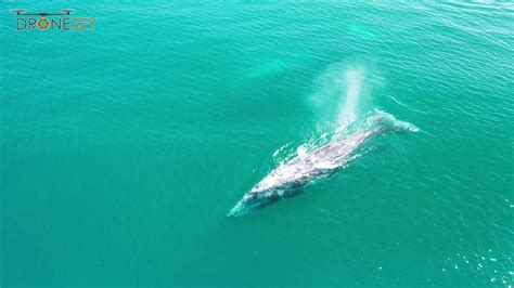 Two Pairs Of Gray Whales Migrate Up The Central Coast Views From Pismo