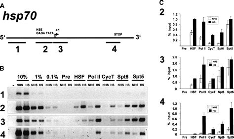 High Resolution Localization Of Drosophila Spt And Spt At Heat Shock